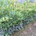 四季开花桂花树苗盆栽庭院绿化美观浓香型花卉绿植室内好养