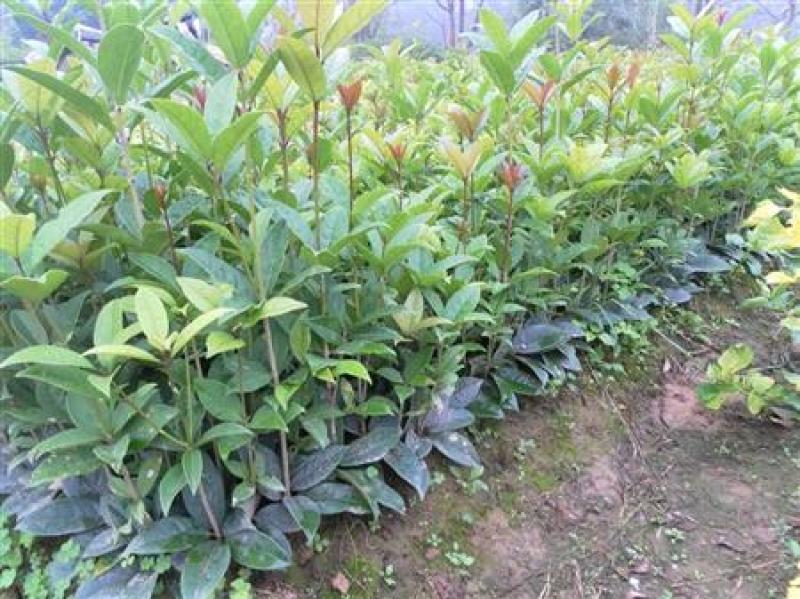 四季开花桂花树苗盆栽庭院绿化美观浓香型花卉绿植室内好养