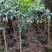 四季开花桂花树苗盆栽庭院绿化美观浓香型花卉绿植室内好养