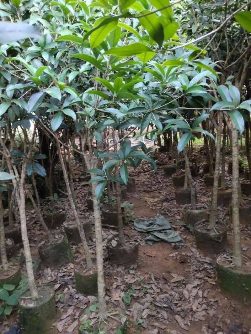 四季开花桂花树苗盆栽庭院绿化美观浓香型花卉绿植室内好养