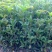 四季开花桂花树苗盆栽庭院绿化美观浓香型花卉绿植室内好养