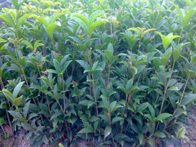 四季开花桂花树苗盆栽庭院绿化美观浓香型花卉绿植室内好养