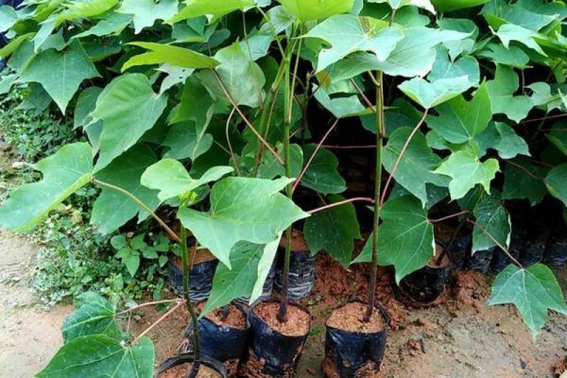 桐子油桐树苗贵州野生桐大型乔木庭院绿植花卉桐叶粑粑苗