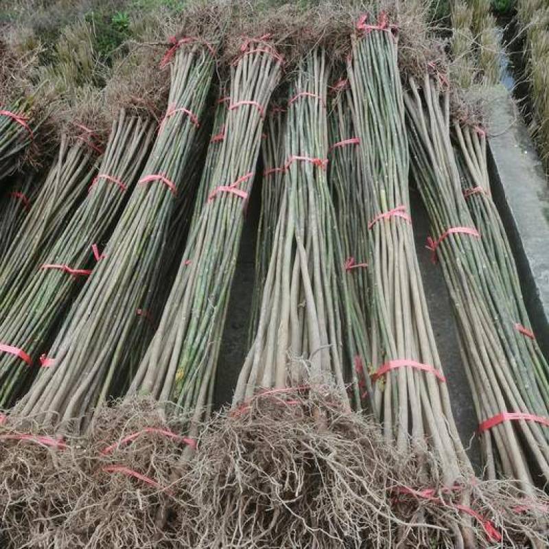 桐子油桐树苗贵州野生桐大型乔木庭院绿植花卉桐叶粑粑苗