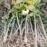 桐子油桐树苗贵州野生桐大型乔木庭院绿植花卉桐叶粑粑苗