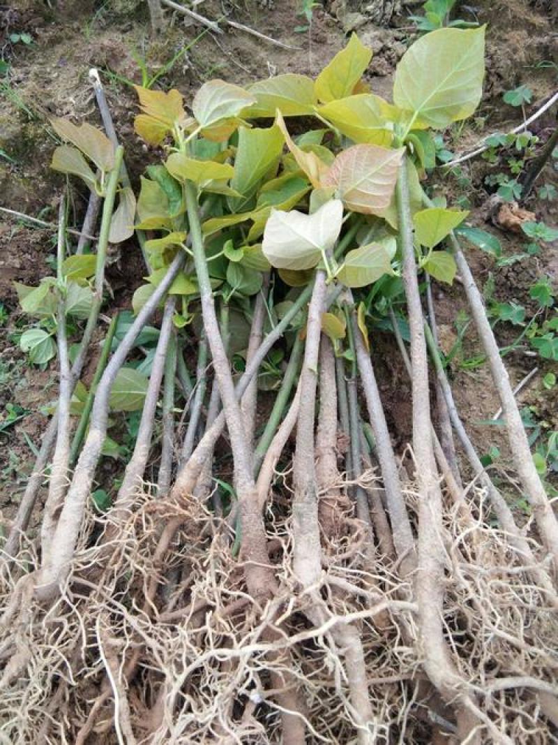 桐子油桐树苗贵州野生桐大型乔木庭院绿植花卉桐叶粑粑苗