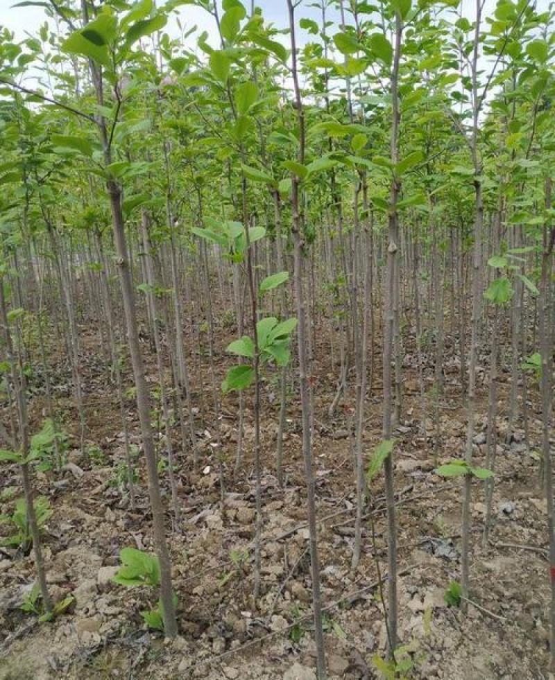 桐子油桐树苗贵州野生桐大型乔木庭院绿植花卉桐叶粑粑苗