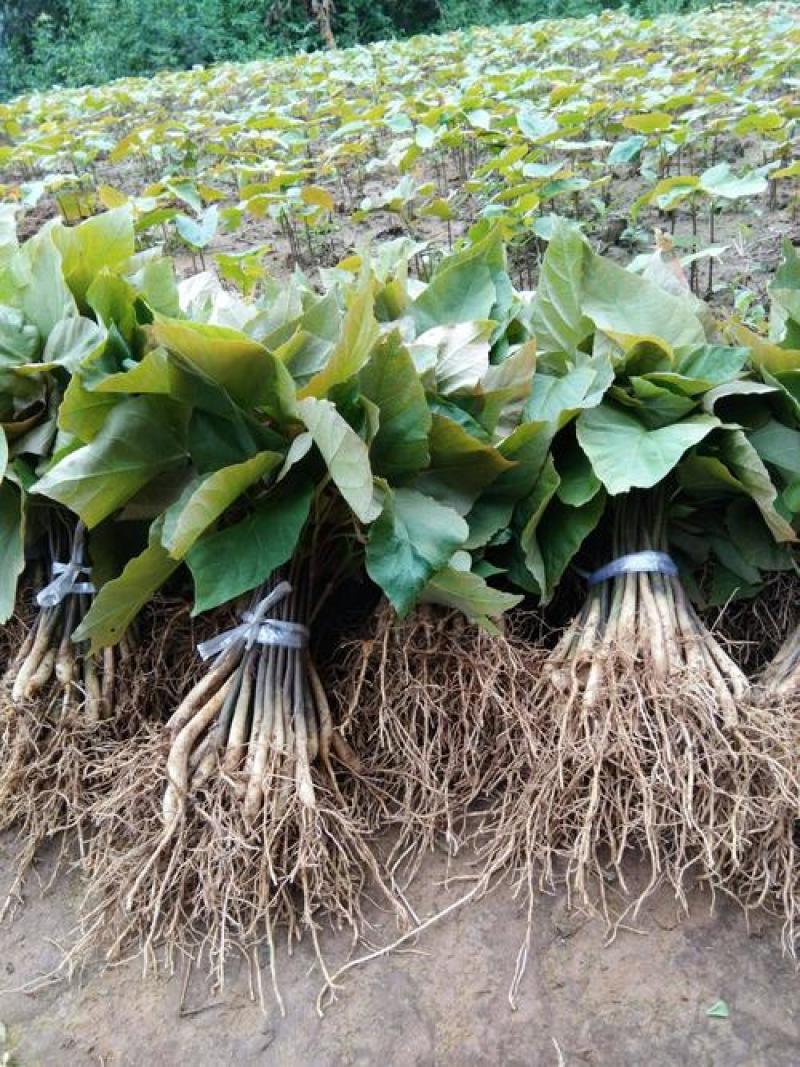 桐子油桐树苗贵州野生桐大型乔木庭院绿植花卉桐叶粑粑苗