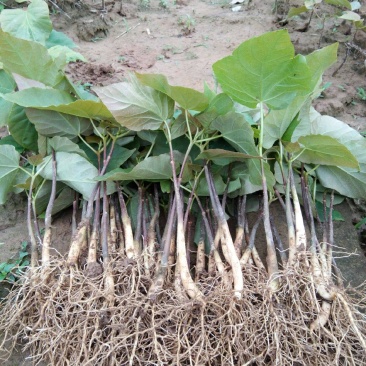 桐子油桐树苗贵州野生桐大型乔木庭院绿植花卉桐叶粑粑苗