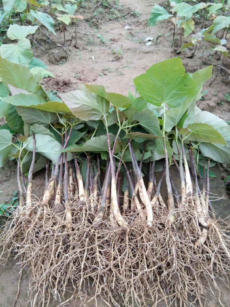 桐子油桐树苗贵州野生桐大型乔木庭院绿植花卉桐叶粑粑苗