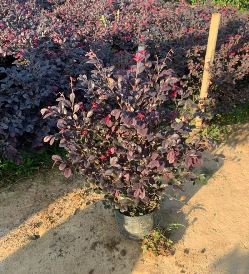 红继木苗红花檵木园林绿化庭园绿植耐寒红花继木球工程苗木