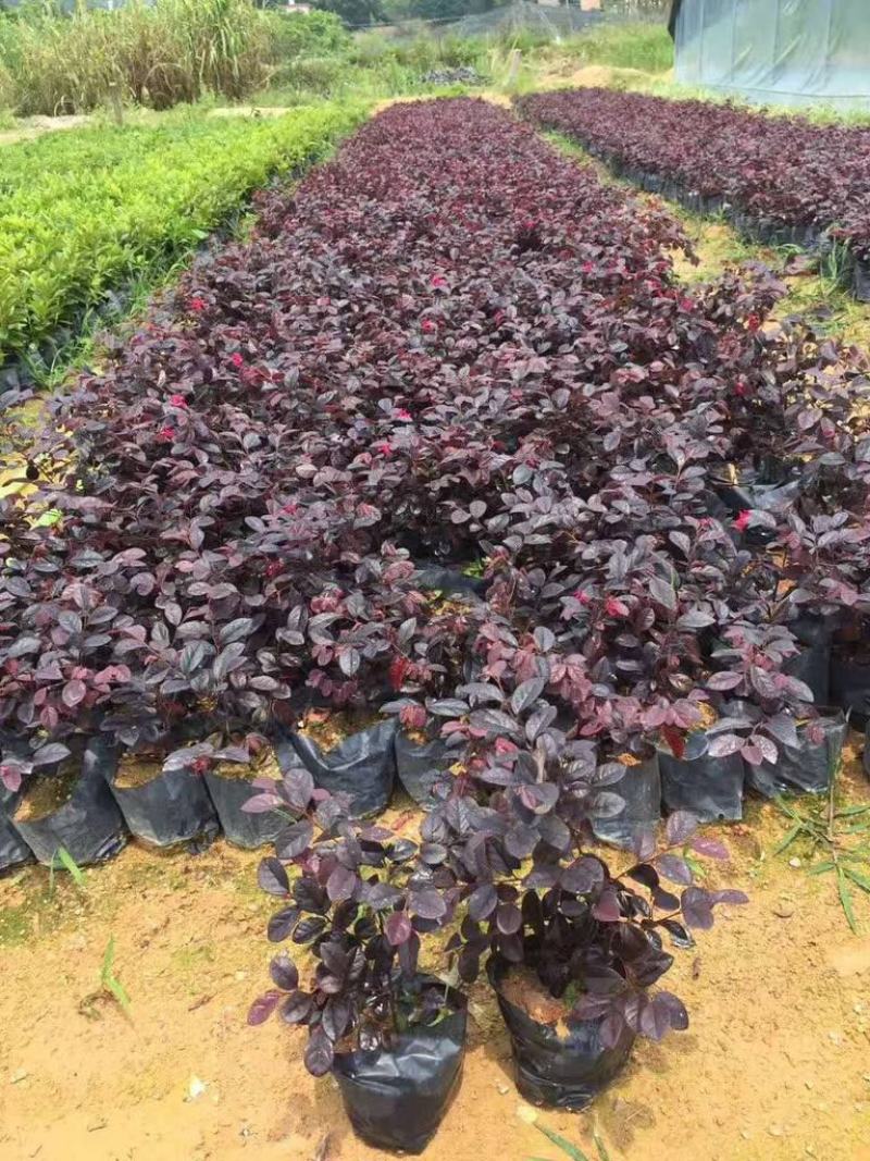 红继木苗红花檵木园林绿化庭园绿植耐寒红花继木球工程苗木