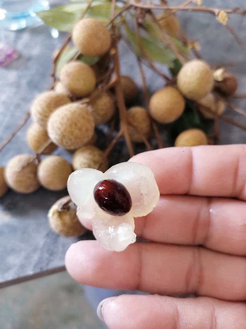 龙眼