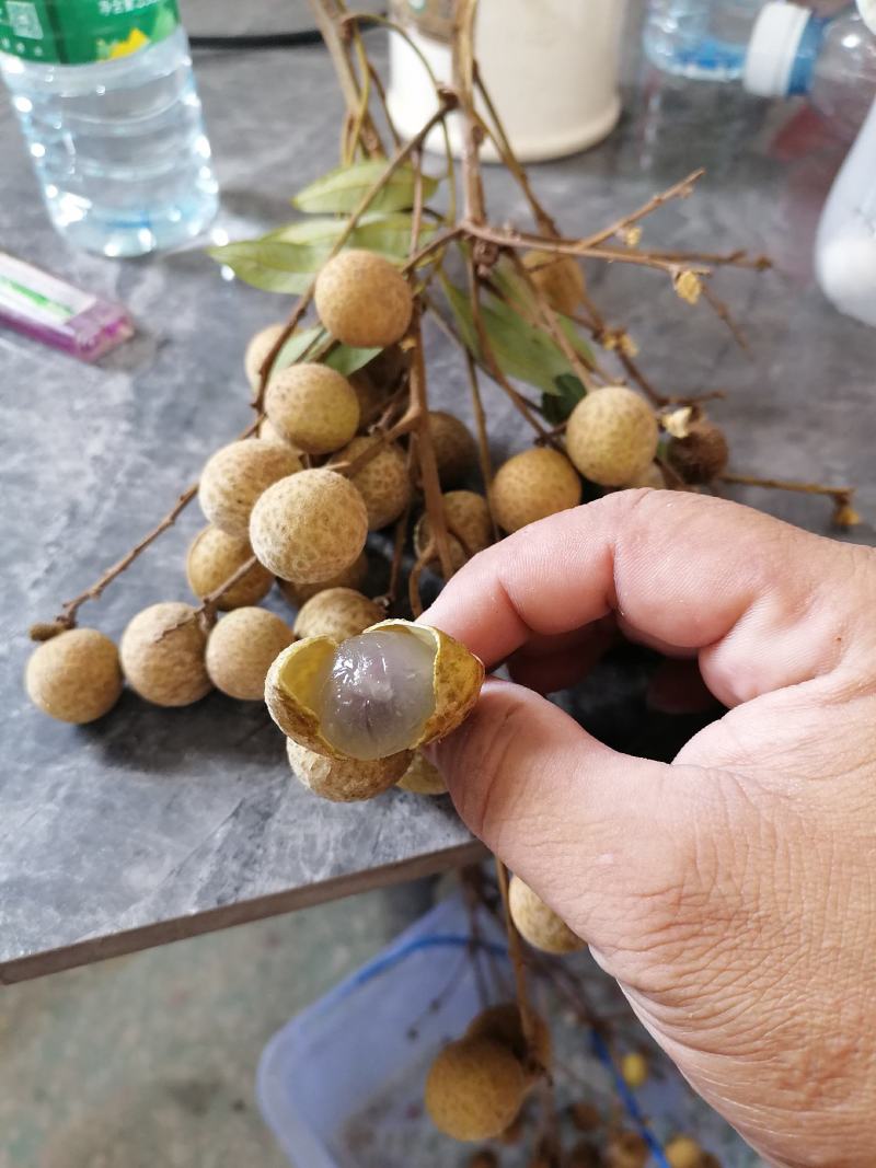 龙眼