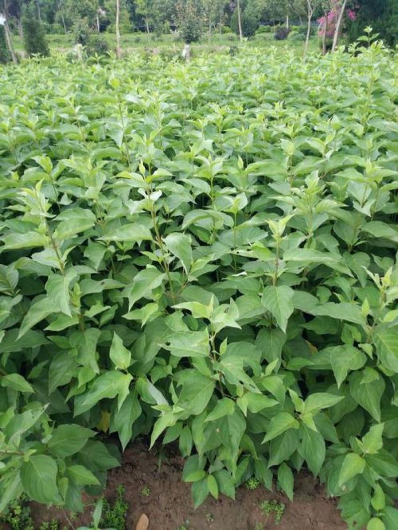 红瑞木树苗红瑞木绿化苗木庭院植物树苗绿化苗工程用苗