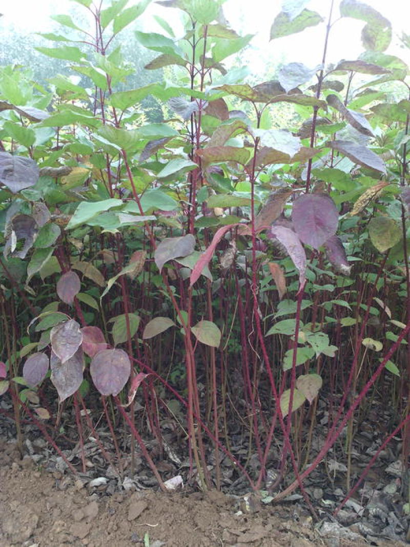 红瑞木树苗红瑞木绿化苗木庭院植物树苗绿化苗工程用苗