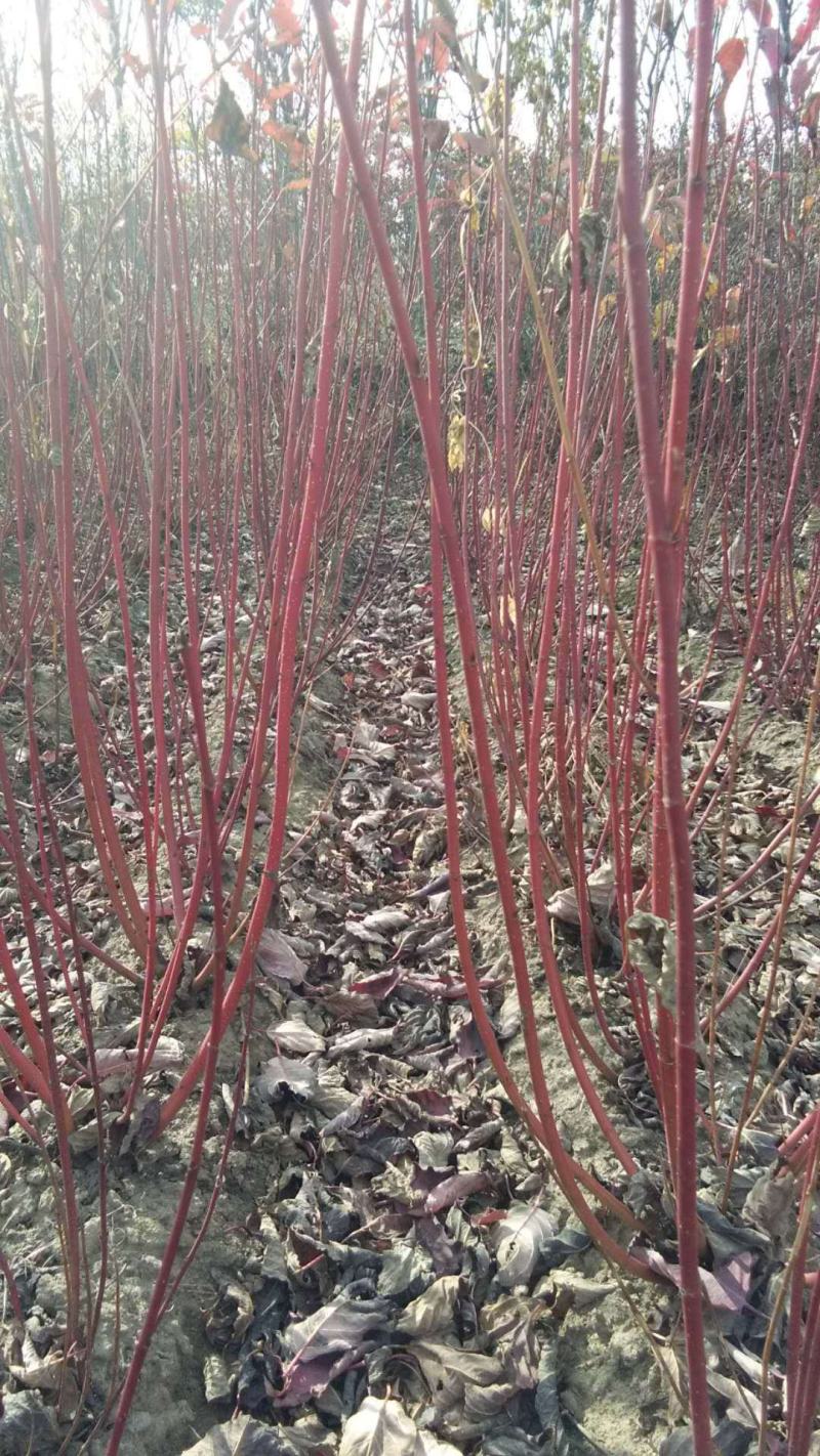 红瑞木树苗红瑞木绿化苗木庭院植物树苗绿化苗工程用苗