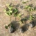爬山虎苗爬藤植物四季苗三叶五叶盆栽室外易活庭院户外攀援爬