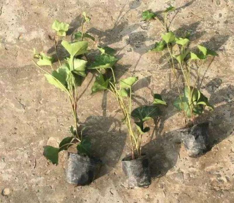 爬山虎苗爬藤植物四季苗三叶五叶盆栽室外易活庭院户外攀援爬