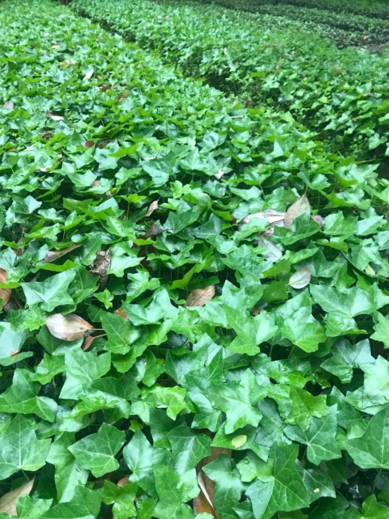 爬山虎苗爬藤植物四季苗三叶五叶盆栽室外易活庭院户外攀援爬