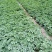 爬山虎苗爬藤植物四季苗三叶五叶盆栽室外易活庭院户外攀援爬