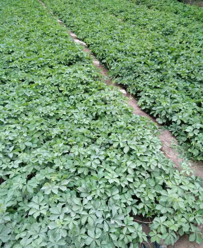 爬山虎苗爬藤植物四季苗三叶五叶盆栽室外易活庭院户外攀援爬