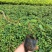 爬山虎苗爬藤植物四季苗三叶五叶盆栽室外易活庭院户外攀援爬