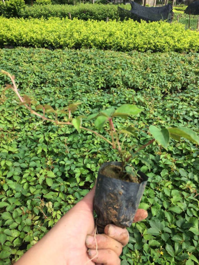 爬山虎苗爬藤植物四季苗三叶五叶盆栽室外易活庭院户外攀援爬