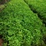 爬山虎苗爬藤植物四季苗三叶五叶盆栽室外易活庭院户外攀援爬