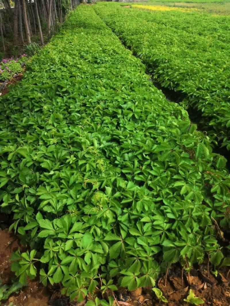 爬山虎苗爬藤植物四季苗三叶五叶盆栽室外易活庭院户外攀援爬