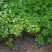 爬山虎苗爬藤植物四季苗三叶五叶盆栽室外易活庭院户外攀援爬
