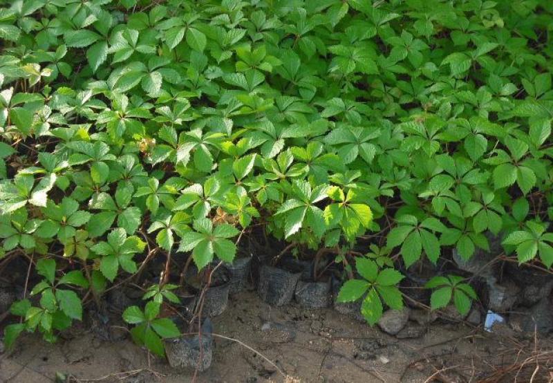 爬山虎苗爬藤植物四季苗三叶五叶盆栽室外易活庭院户外攀援爬