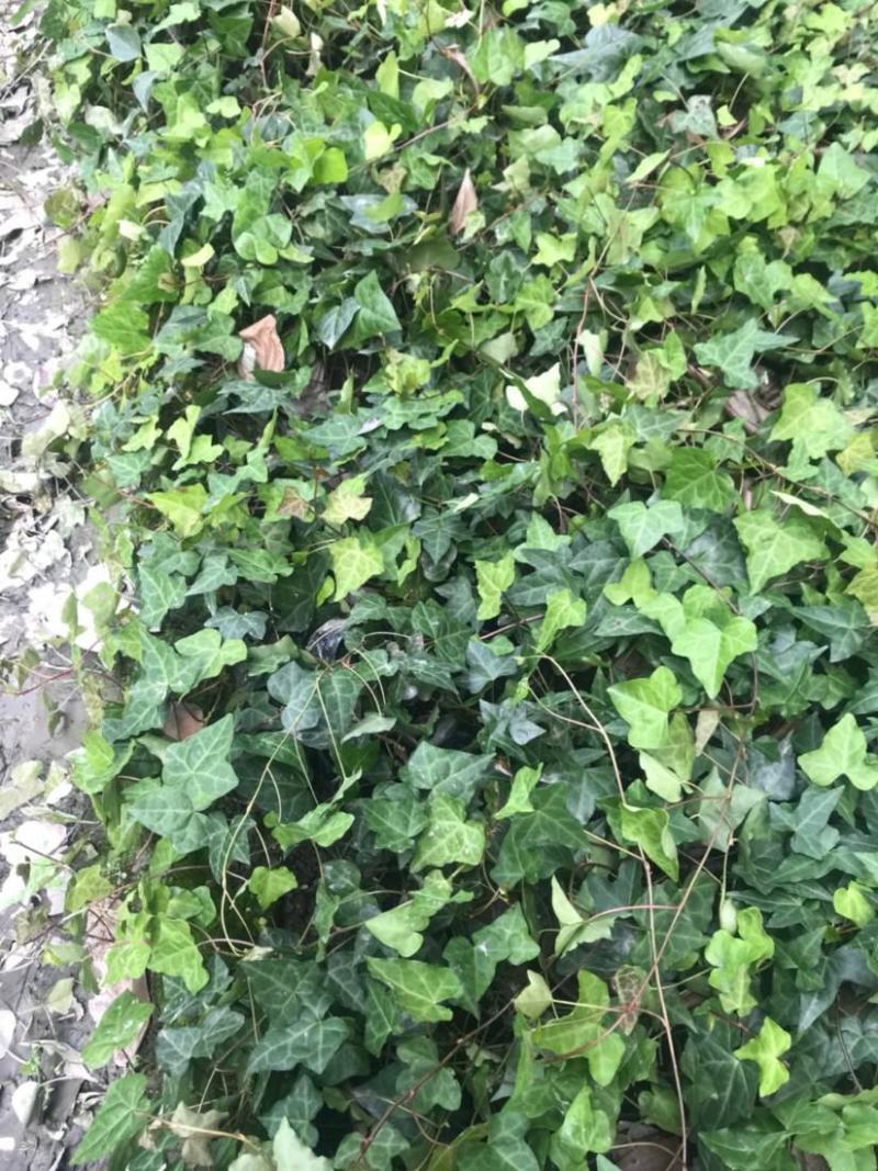 爬山虎苗爬藤植物四季苗三叶五叶盆栽室外易活庭院户外攀援爬