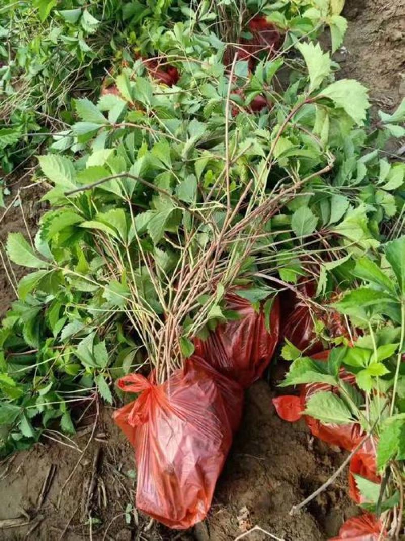 爬山虎苗爬藤植物四季苗三叶五叶盆栽室外易活庭院户外攀援爬