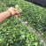爬山虎苗爬藤植物四季苗三叶五叶盆栽室外易活庭院户外攀援爬