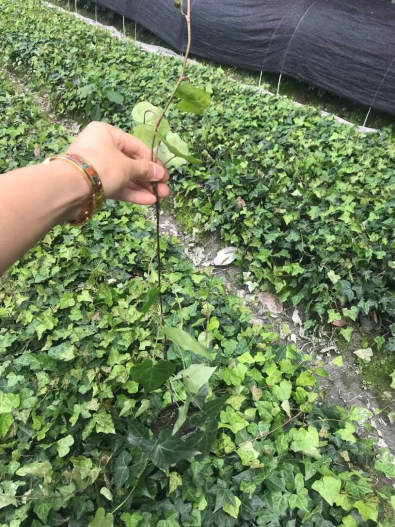 爬山虎苗爬藤植物四季苗三叶五叶盆栽室外易活庭院户外攀援爬
