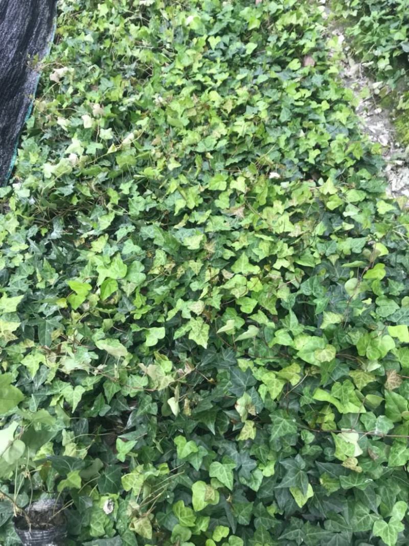 爬山虎苗爬藤植物四季苗三叶五叶盆栽室外易活庭院户外攀援爬