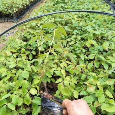 爬山虎苗爬藤植物四季苗三叶五叶盆栽室外易活庭院户外攀援爬