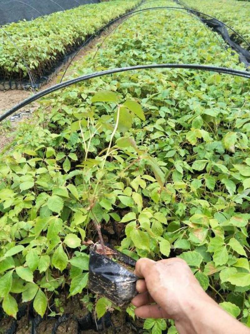 爬山虎苗爬藤植物四季苗三叶五叶盆栽室外易活庭院户外攀援爬