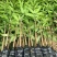 芒果树苗嫁接盆栽四季芒果苗特大金煌芒树苗南方北方种植