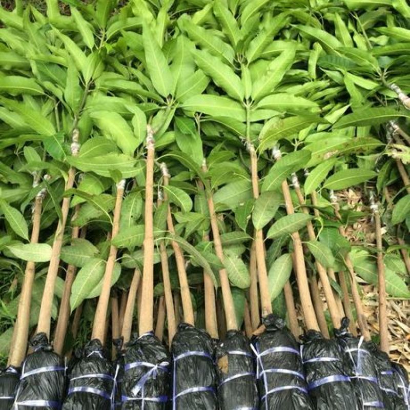 芒果树苗嫁接盆栽四季芒果苗特大金煌芒树苗南方北方种植