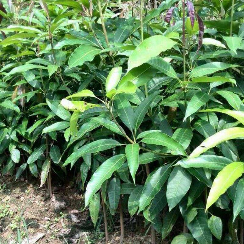 芒果树苗嫁接盆栽四季芒果苗特大金煌芒树苗南方北方种植