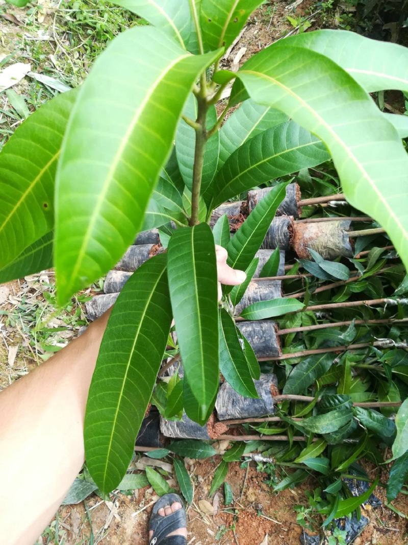 芒果树苗嫁接盆栽四季芒果苗特大金煌芒树苗南方北方种植