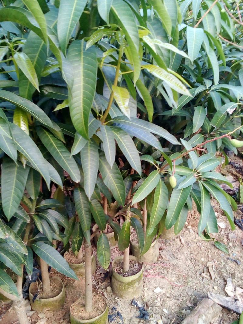 芒果树苗嫁接盆栽四季芒果苗特大金煌芒树苗南方北方种植