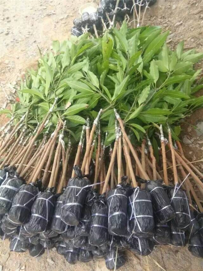 芒果树苗嫁接盆栽四季芒果苗特大金煌芒树苗南方北方种植