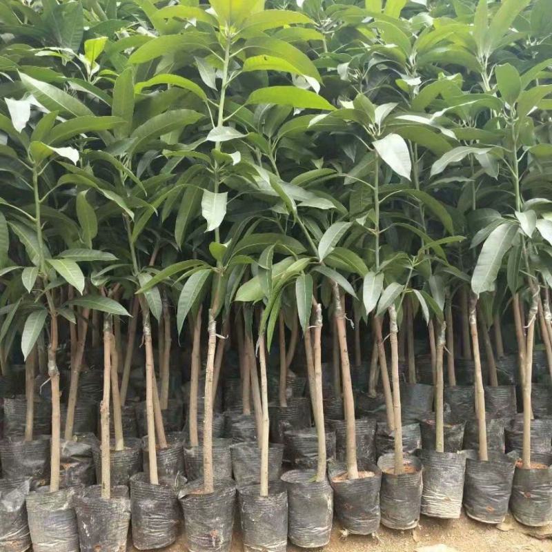 芒果树苗嫁接盆栽四季芒果苗特大金煌芒树苗南方北方种植