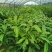 芒果树苗嫁接盆栽四季芒果苗特大金煌芒树苗南方北方种植