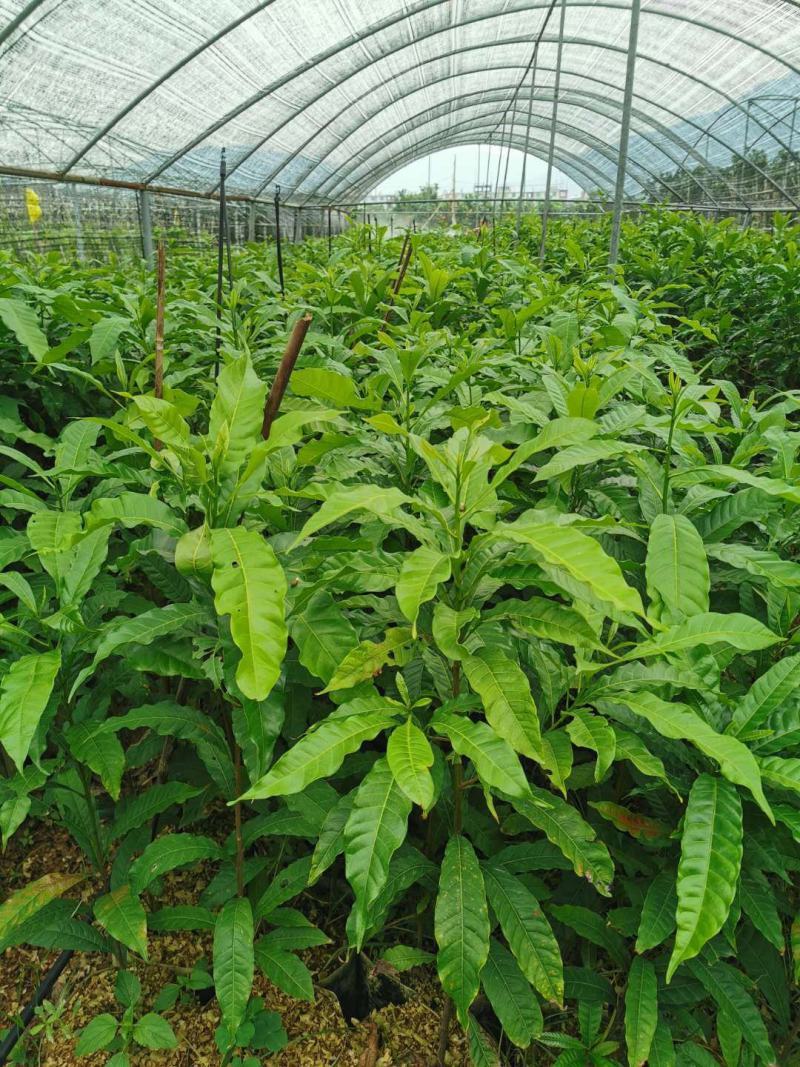 芒果树苗嫁接盆栽四季芒果苗特大金煌芒树苗南方北方种植