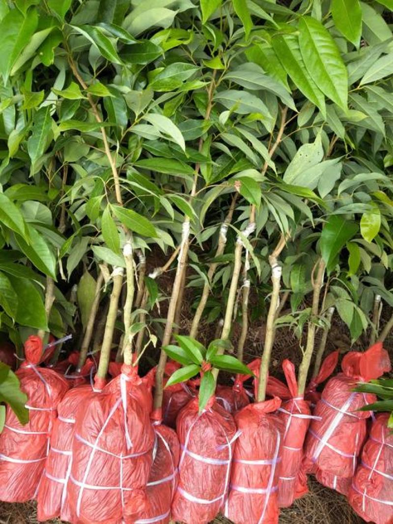荔枝树苗嫁接南方果树苗植物盆栽苗妃子笑无核荔枝苗地栽