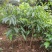 荔枝树苗嫁接南方果树苗植物盆栽苗妃子笑无核荔枝苗地栽